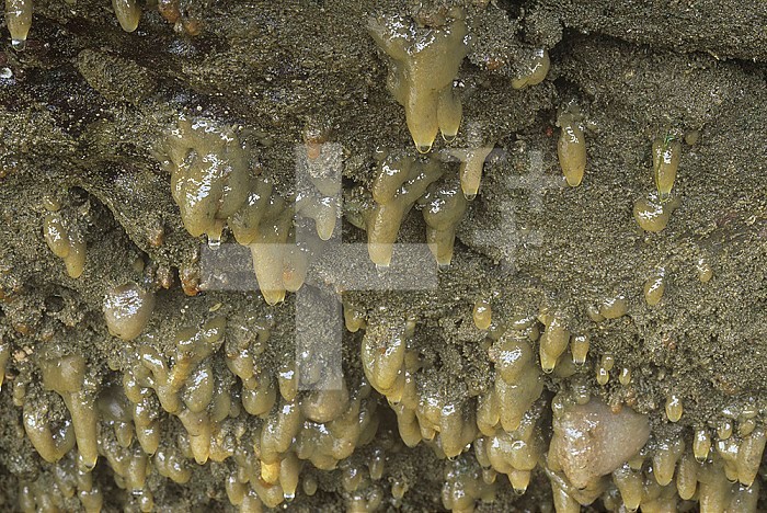 Colonial Tunicates ,Eudistoma ritteri,.