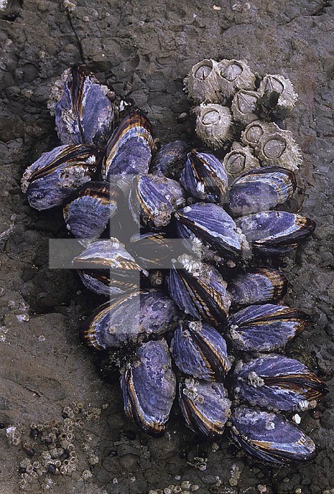 California Mussels ,Mytilus californianus, growing on an intertidal rock at low tide, California, USA, Pacific Ocean.