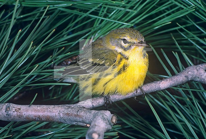 Immature Male Prairie Warbler (Dendroica discolor).