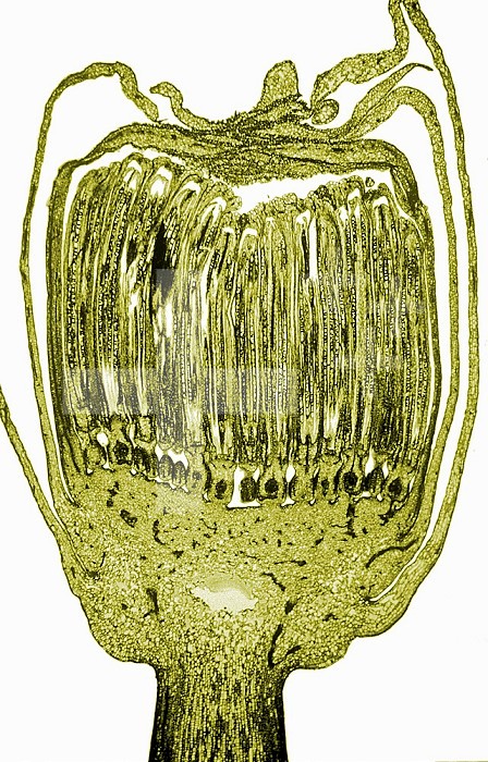 Longitudinal section of the floral bud of a Dandelion ,Taraxacum,. LM X12.