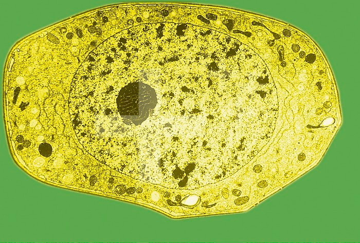 Spiderwort ,Tradescantia, pollen, showing the nucleus, nucleolus, cell wall, and mitochondria. TEM X5500.