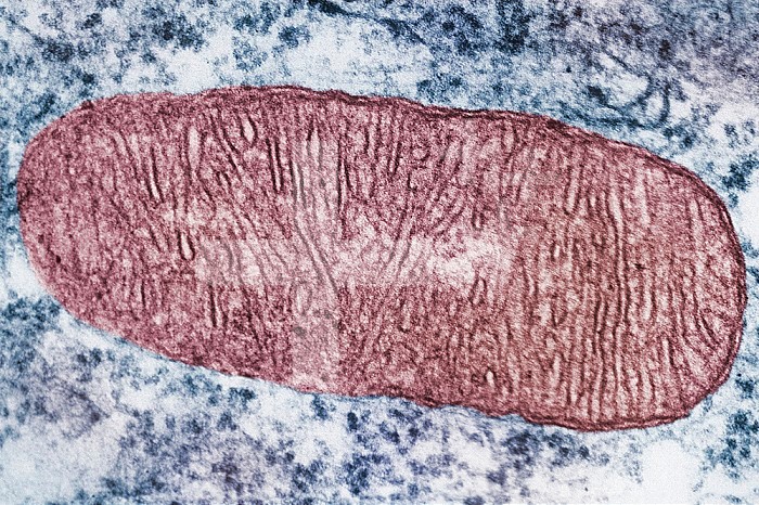Cross-section of a mitochondrion showing numerous crustae. TEM X112,000.