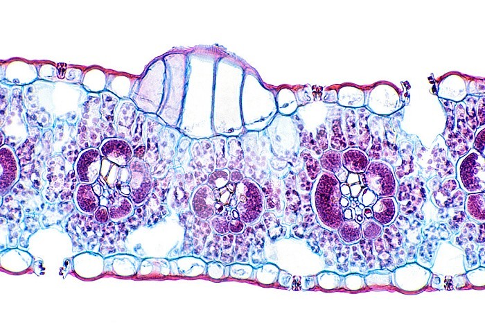 Corn ,Zea mays, monocot leaf showing bulliform cells, vascular bundles, and stomates. LM X80.