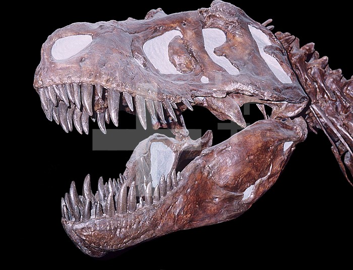Tyrannosaurus rex dinosaur fossil: Late Cretaceous Period. Crow's Nest Pass, Alberta, Canada