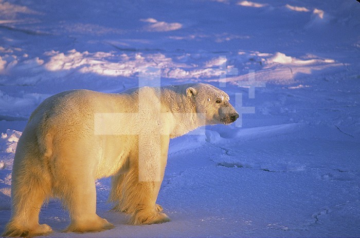 Polar Bear walking across ice in the glow of the Midnight Sun (Ursus maritimus), North America.