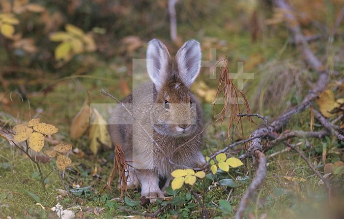 A Snowshoe Hare in the fall (Lepus americanus), North America. The white feet indicate the beggining color change of it pelage or fur to white for the winter.