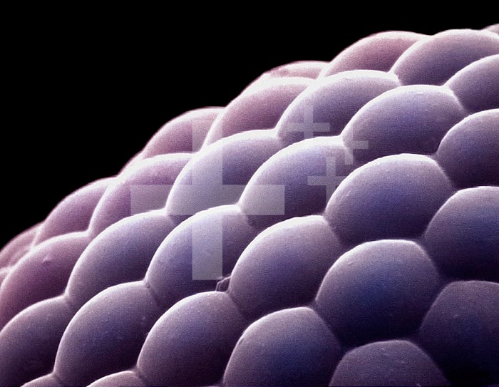 Compound eye from an insect.  Arthropod compound eyes are made up of numerous repeating units called ommatidia, each of which functions as a separate visual receptor. SEM X300