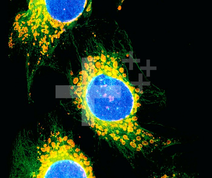 Fluorescent confocal image of HeLa cells showing microtubules ,green,, mitochondria ,red,, and nucleus ,blue,. LM