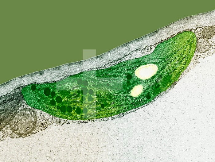 Cross-section of a chloroplast, showing such features as the outer membranes and the internal fluid stroma and the thylakoids and grana where photosynthesis takes place. TEM