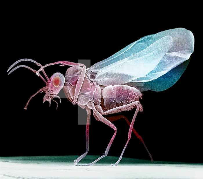 Lateral view of a wasp. SEM