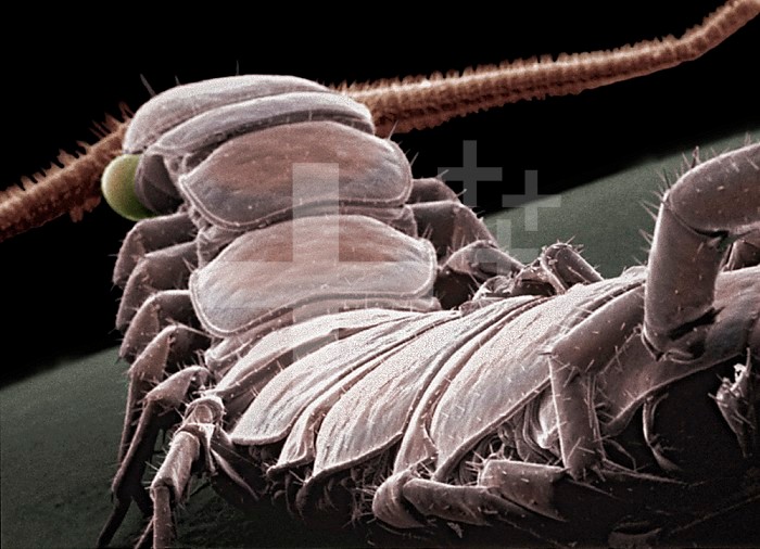 Centipede showing the segmented body and one pair of legs per segment. SEM