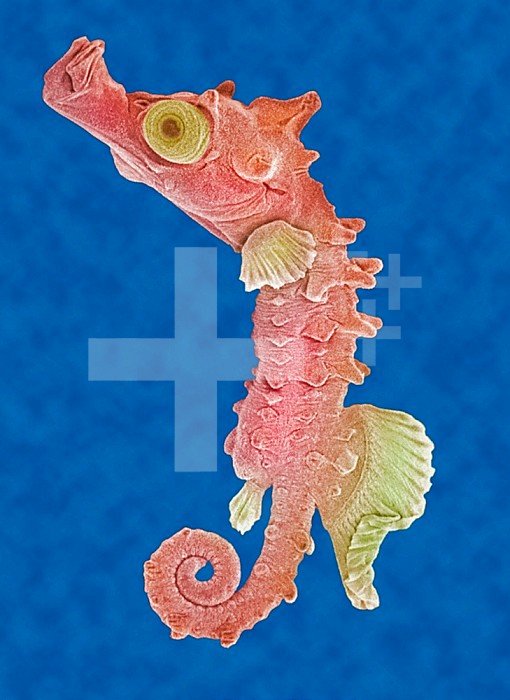 A seahorse floating in the water. SEM .Seahorses can be 1/4 inch to over a foot in length. They eat brine shrimp ,thousands a day, by swallowing the whole. Unlike other animals, seahorse couples are monogamous and the male becomes pregnant when the female deposits eggs in his pouch. The pregnancy lasts 2-3 weeks and the male often becomes pregnant immediately after. Located on the head of the seahorse is a coronet which is almost as unique as a human fingerprint.