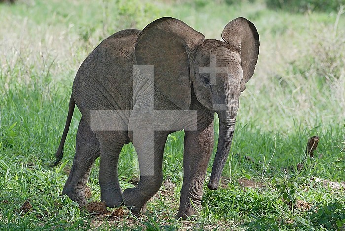 Young African Elephant ,Loxodonta africana, Kenya, Africa.