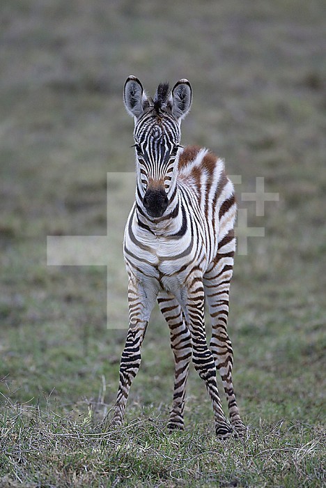 Young Common Zebra ,Equus burchellii, Tanzania, Africa.