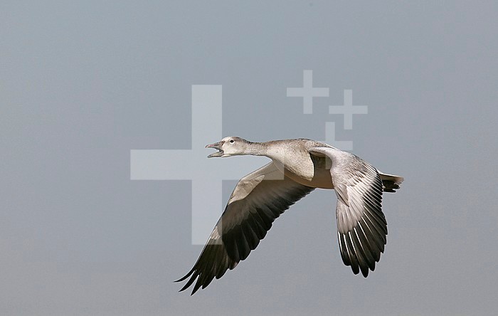 Snow Goose calling and flying ,Chen caeulescens, North America.