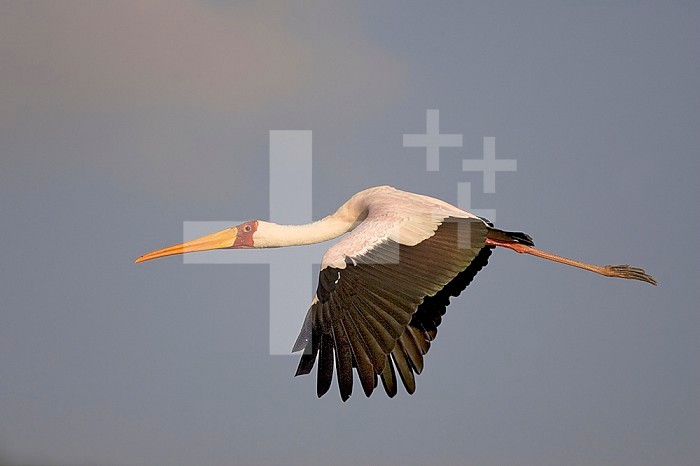 Yellow-billed Stork flying ,Mycteria ibis, Nakuru National Park, Kenya, Africa.