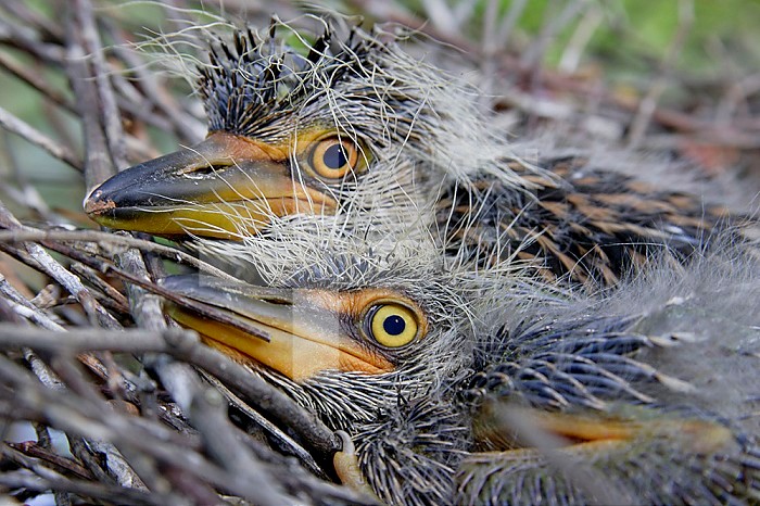 Close-up of two Yellow-crowned Night Heron chicks ,Nyctanassa violacea, Southern USA.