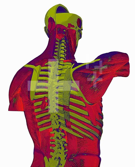 Skeletal and musculature features of the upper human body as seen from the back