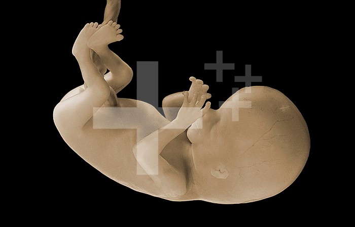 Human fetus at 12 weeks gestation, measuring 60 mm from crown to rump.