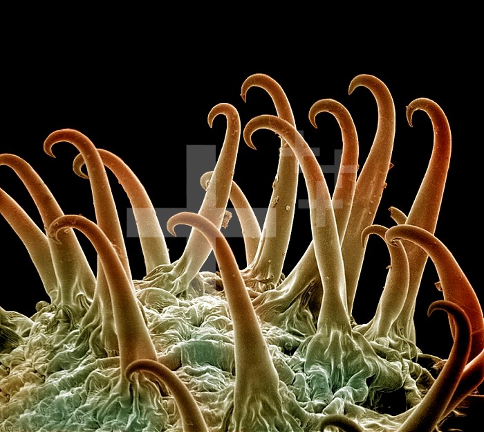 Cocklebur (Xanthium) seeds use hooks to latch onto passing animal fur or people's clothing for dispersal. SEM X280  **On Page Credit Required**