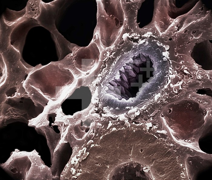 Cross-section of a bronchiole in the respiratory tract, showing its folded mucosa, and the surrounding thin-walled alveoli through which gas exchange occurs with the alveolar capillaries. SEM X565  **On Page Credit Required**
