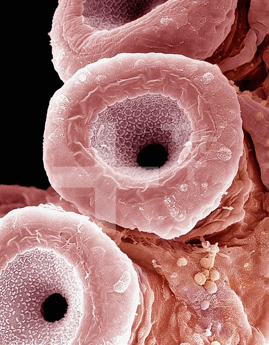 Suckers of the Red Octopus (Octopus rubescens). SEM X1400