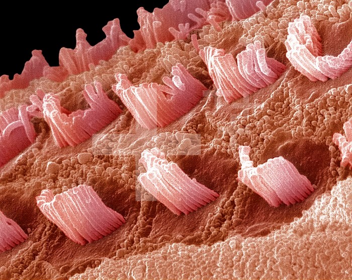 Hair cells in a mammal cochlea, the portion of the inner ear that is responsible for hearing.