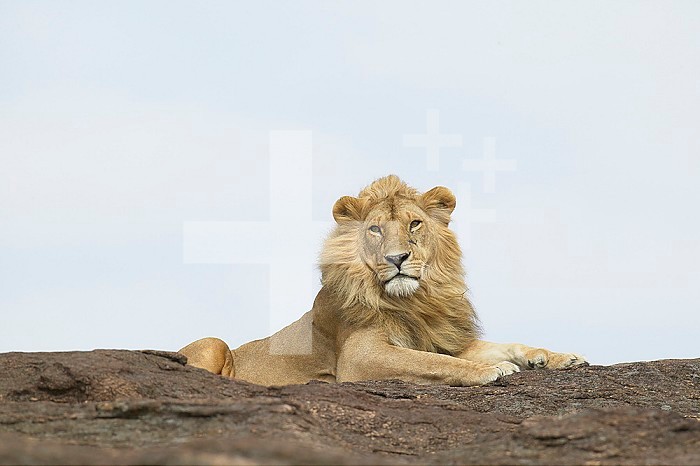 African Lion observing the savanna landscape from atop a rock outcrop ,Panthera leo,, Masai Mara Game Reserve, Kenya, Africa.