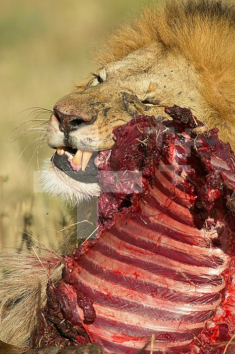 African Lion ,Panthera leo, feeding on a Gnu or Wildebeest carcass shortly after dawn, Masai Mara Game Reserve, Kenya, Africa.