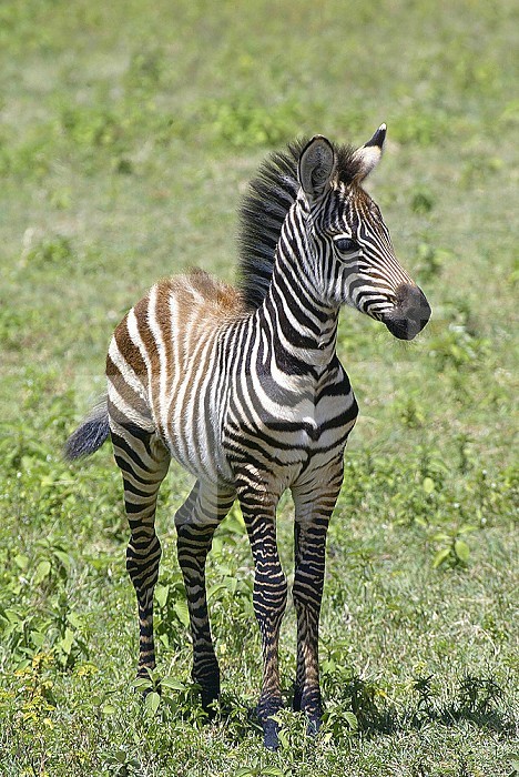 Young Burchell's or Common Zebra ,Equus burchellii, on the savanna of East Africa.