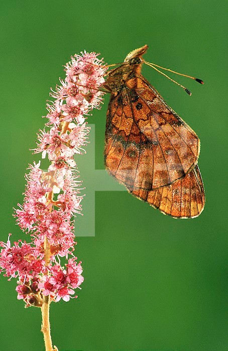Meadow Fritillary Butterfly (Boloria bellona) sitting on a flower, Family Nymphalidae, Ohio, USA.