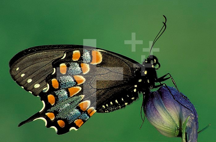 Spicebush Swallowtail Butterfly (Papilio troilus), Family Papilionidae, Ohio, USA.
