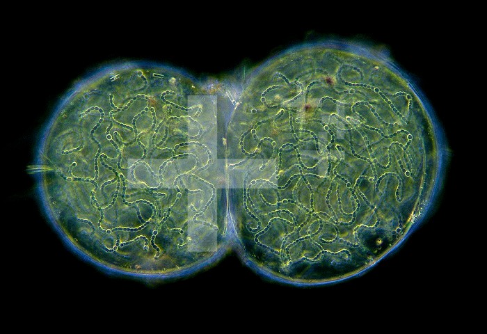 Nostoc are photosynthetic Cyanobacteria that form gelatinous colonies, some of which can become large, even macroscopic. Cyanobacteria (blue-green algae) are ancient organisms belonging to the Kingdom Monera and like all bacteria (prokaryotes) they lack a membrane-bound nucleus. Darkfield LM X10