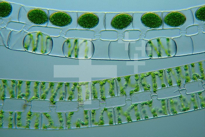 Spirogyra are filamentous Green Algae that may form floating masses (flab or pond scum) in eutrophic freshwater. These Spirogyra are undergoing conjugation during which cells exchange genetic information and produce zygotes or zygospores with a tough wall that can withstand harsh conditions. Note the chloroplasts arranged like a spiral in the lower cells. DIC LM X25.