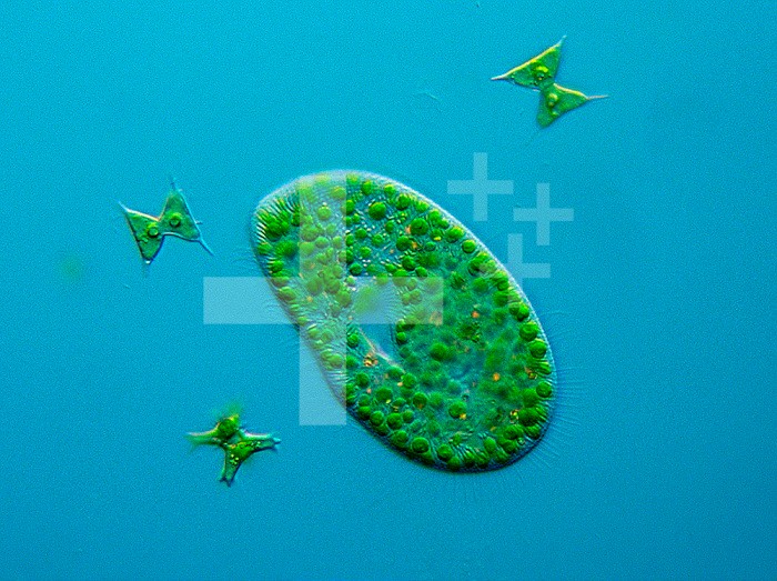 Paramecium bursaria, a slipper animalcule, is a Ciliate Protozoan that contains endosymbiotic Green Algae (Chlorella). Around the Paramecium are three small desmids. DIC LM X25