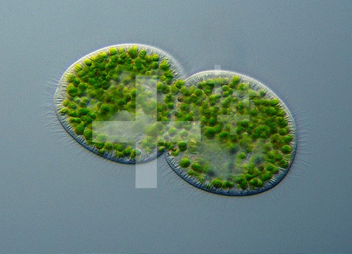 Paramecium bursaria, a so-called slipper animalcule, is a Ciliate Protozoa that contains numerous endosymbiotic Chlorella Green Algae. These cells are dividing by fission, an example of asexual reproduction that results in identical cells or clones. DIC LM X25.