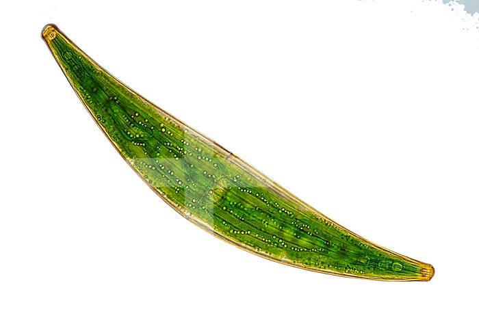 The Desmid (Closterium costatum). The light spots show cytoplasmic streaming, and each cell tip bears a vacuole with granules of calcium sulfate which move by Brownian movement. Brightfield LM X20.