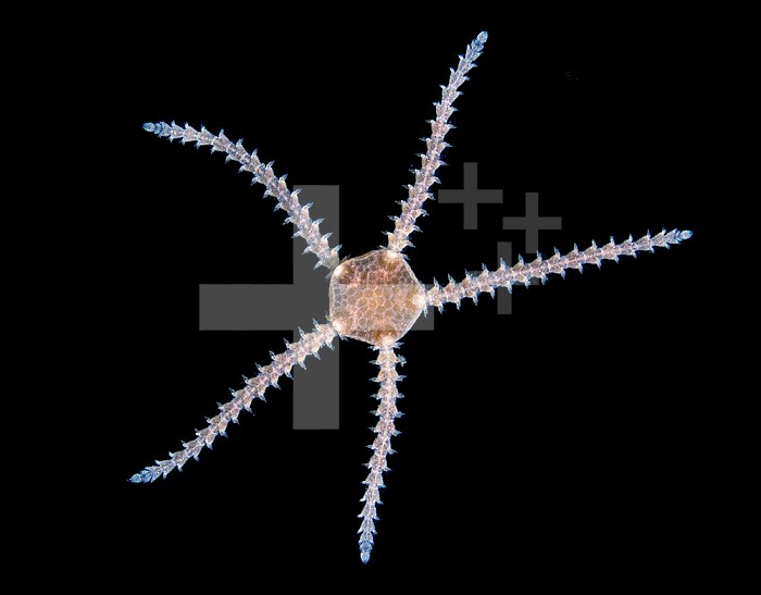 A juvenile Brittle Star, a common Echinoderm along shores and in tide pools. LM X6