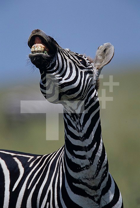 Common Zebra ,Equus burchellii, showing Flehmen behavior for detecting odors such as during the breeding season, savannas of East Africa.