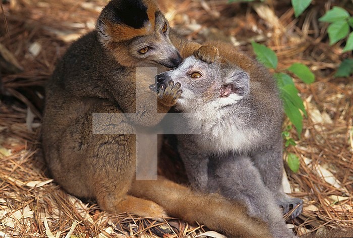 Crowned Lemurs mutual grooming ,Eulemur coronatus,, a vulnerable species, Madagascar, Africa.