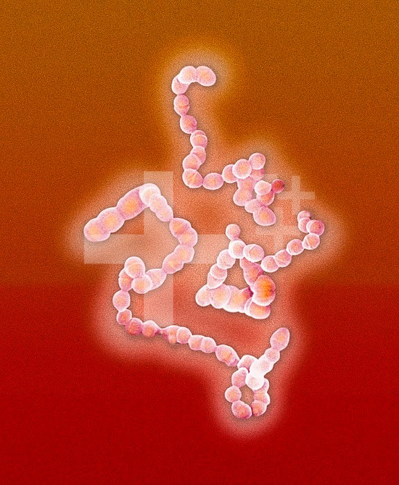 Chain of Streptococcus bacteria. Bacteria in the Streptococcus genus are gram negative, aerobic bacteria. Strep bacteria can cause pneumonia, strep throat, meningitis, otitis media and dental decay.  SEM
