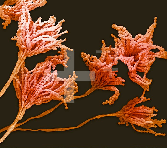 Spores on the conidiophores of the fungus Penicillium notatum. These fungi are the source of the antibiotic Penicillin, the first antibiotic which was discovered by Alexander Fleming. SEM X825.