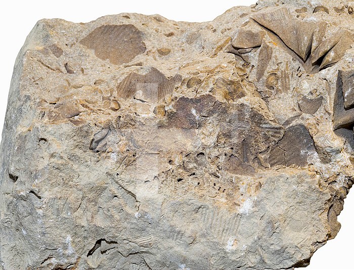 Fossiliferous Limey Shale, New York, USA.