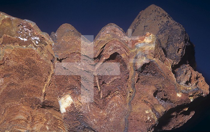 Stromatolite fossil 3.5 billion years old, Western Australia.