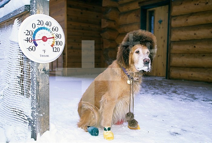 Dog sitting on snow, 45 degrees below zero Fahrenheit