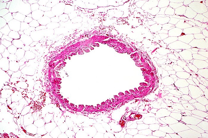 Normal human vein cross-section, H&E stain. LM X26