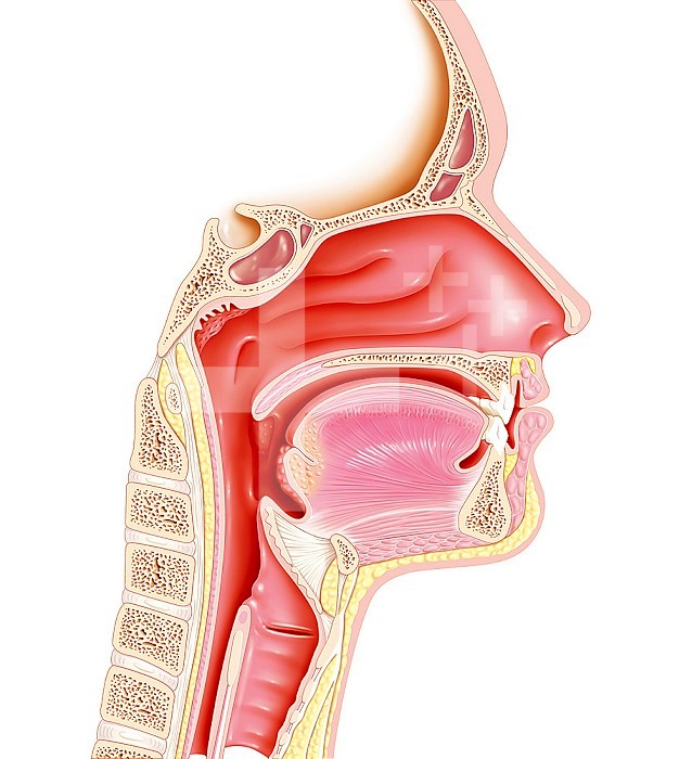 A mid-sagittal plane illustration of the upper respiratory tract, showing the nasopharynx, the three nasal concha (superior, middle and inferior), the mouth, the upper part of the esophagus, the layrnx and the upper part of the trachea.