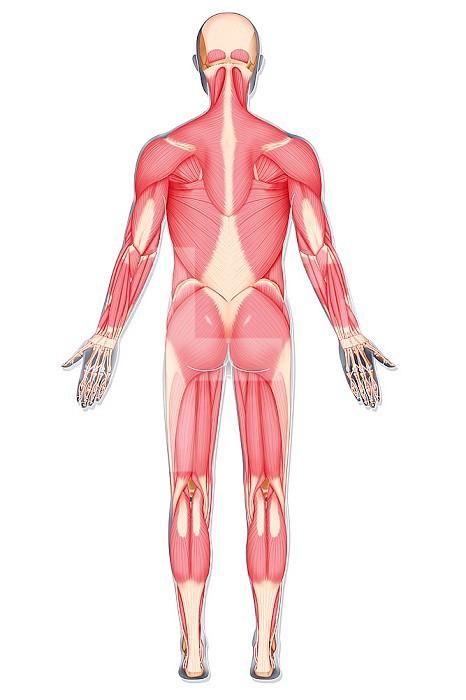 Illustration of the complete muscle structure of a man seen from the behind.