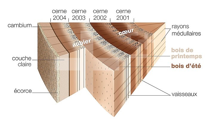 Cross-section illustration of part of a tree trunk. Under the bark, there is a light-coloured layer where the descending sap circulates. The concentric layers underneath are the rings, the lighter part of each ring is springtime wood, the darker is summer