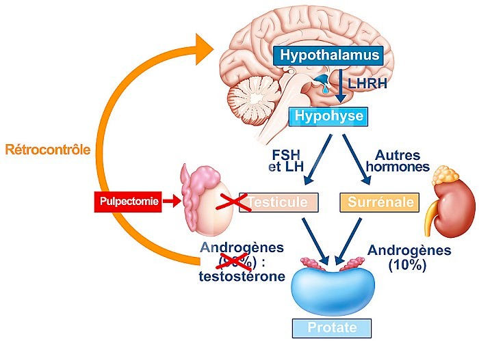 Illustration of male hormone control, a constant regulation. The hypothalamo-hypophyseal axis : the LHRH (or GnRH) gonadotropin-releasing hormone (GnRH) released in the hypothalamus causes the hypophyseal secretion of two gonadotropin hormones (LH and FSH